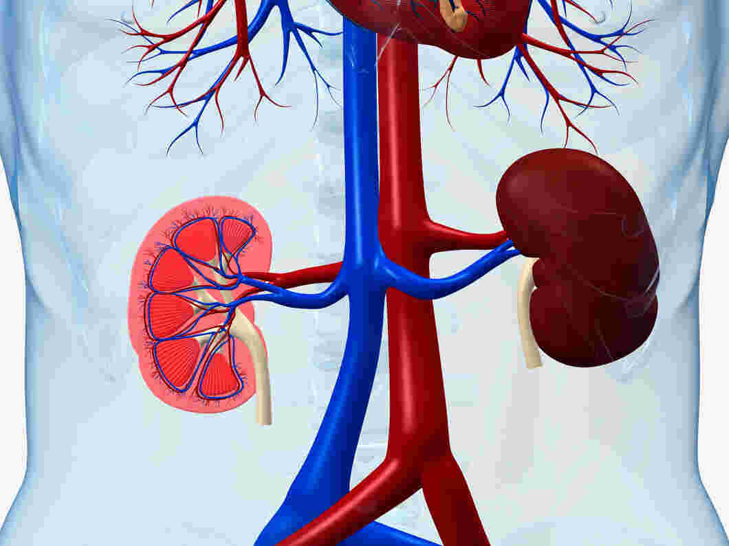 Kidney Function Tests Purpose, Types, and Procedure