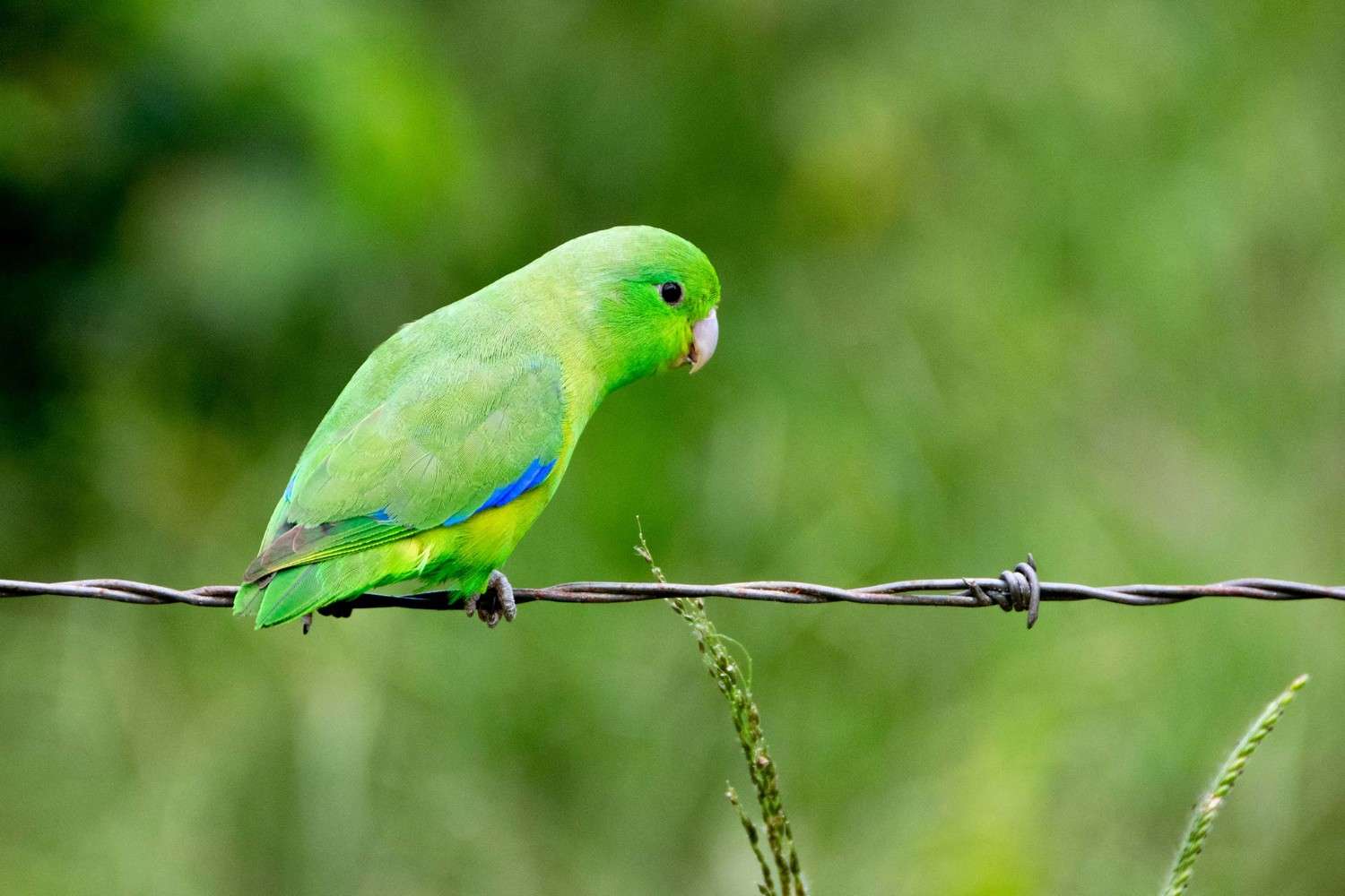 kumarakom bird sanctuary india