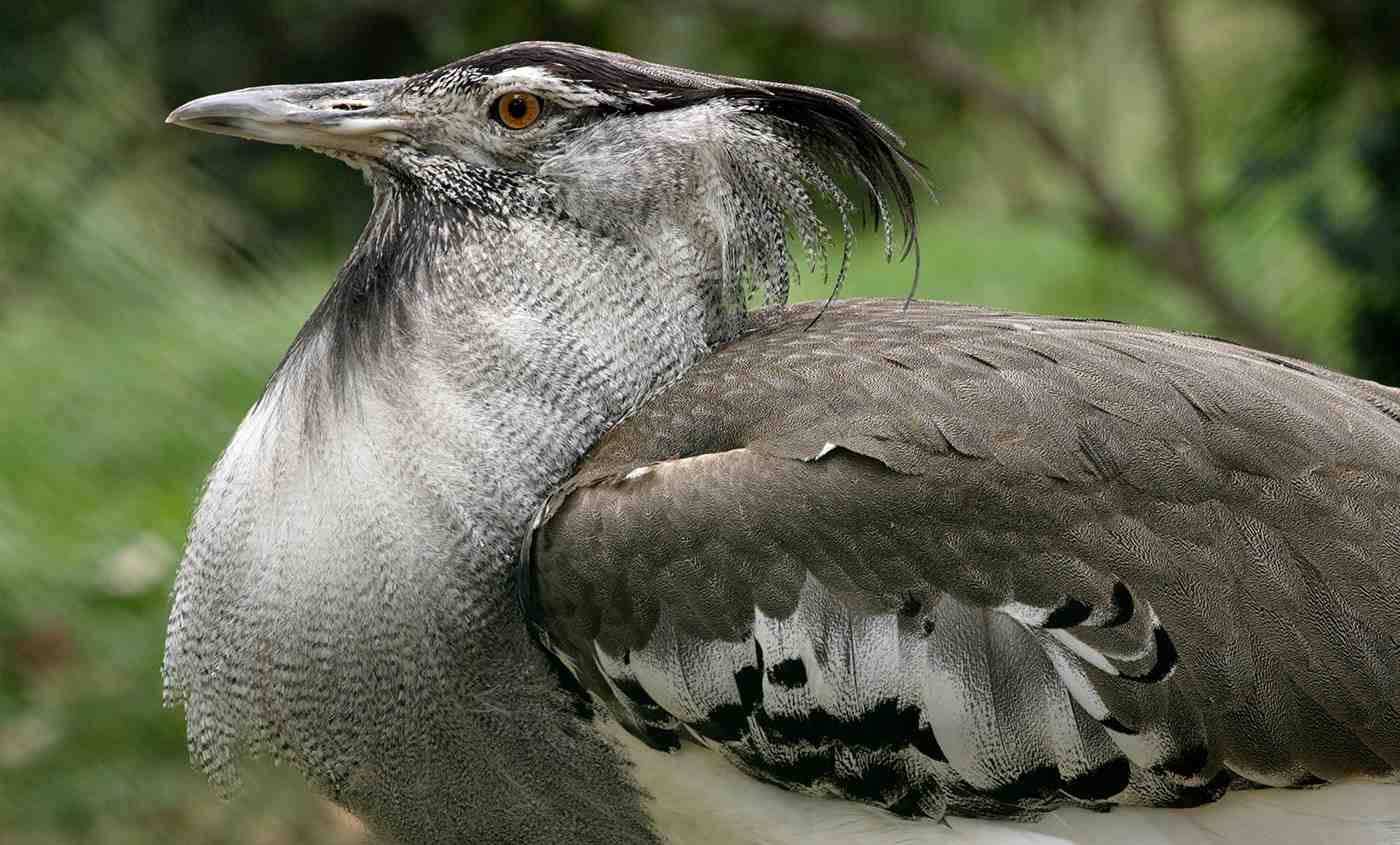 kutch great indian bustard sanctuary india