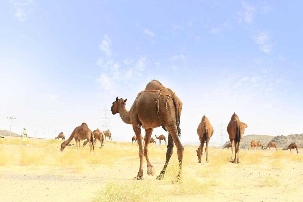Best Time To Visit Kuwait: Seasons To Visit & Tips For Travelling