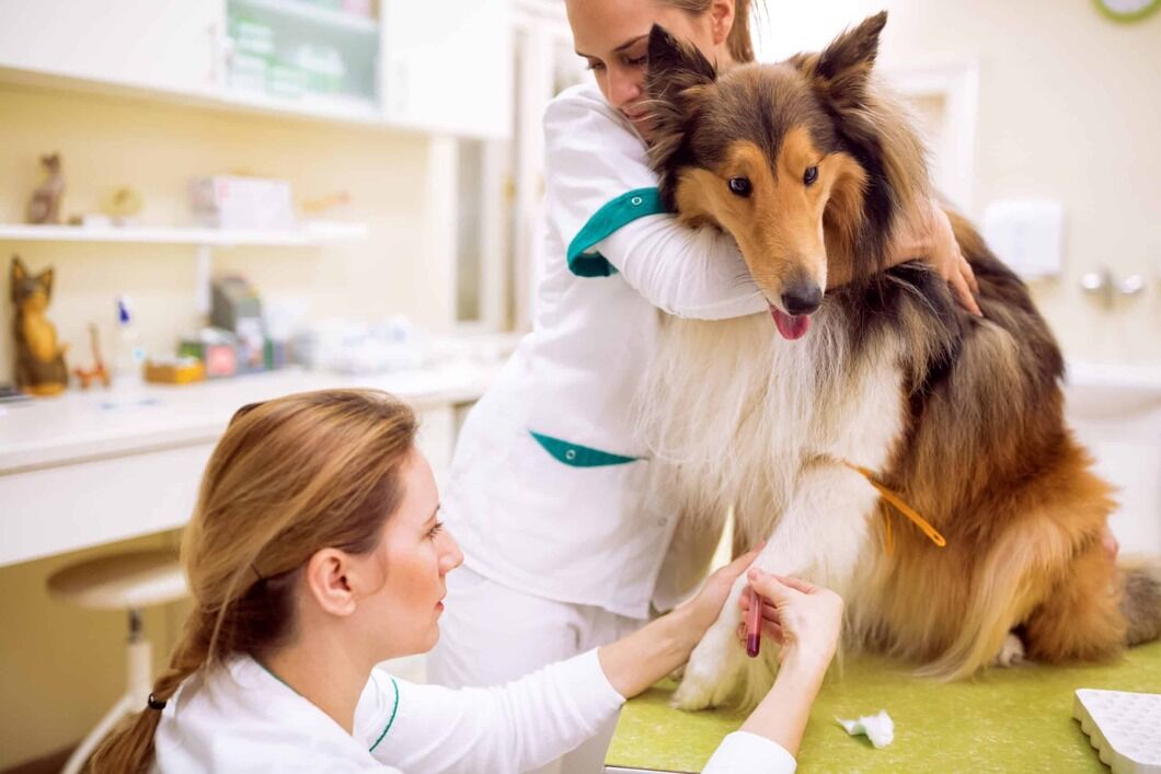 How to Identify and Cure Liver Disease in Dogs?