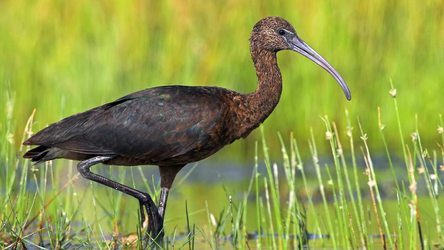 mayani bird sanctuary india