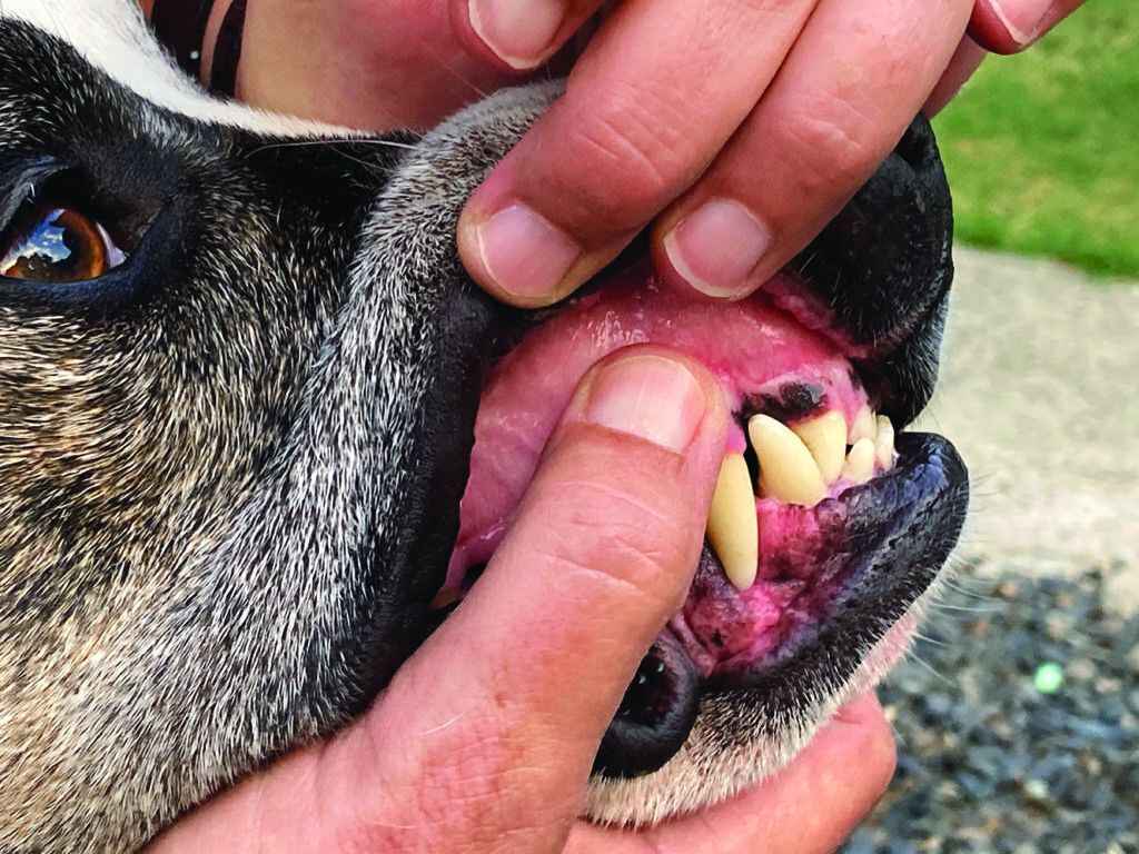 Tips on How to Make a Dog Vomit Safely