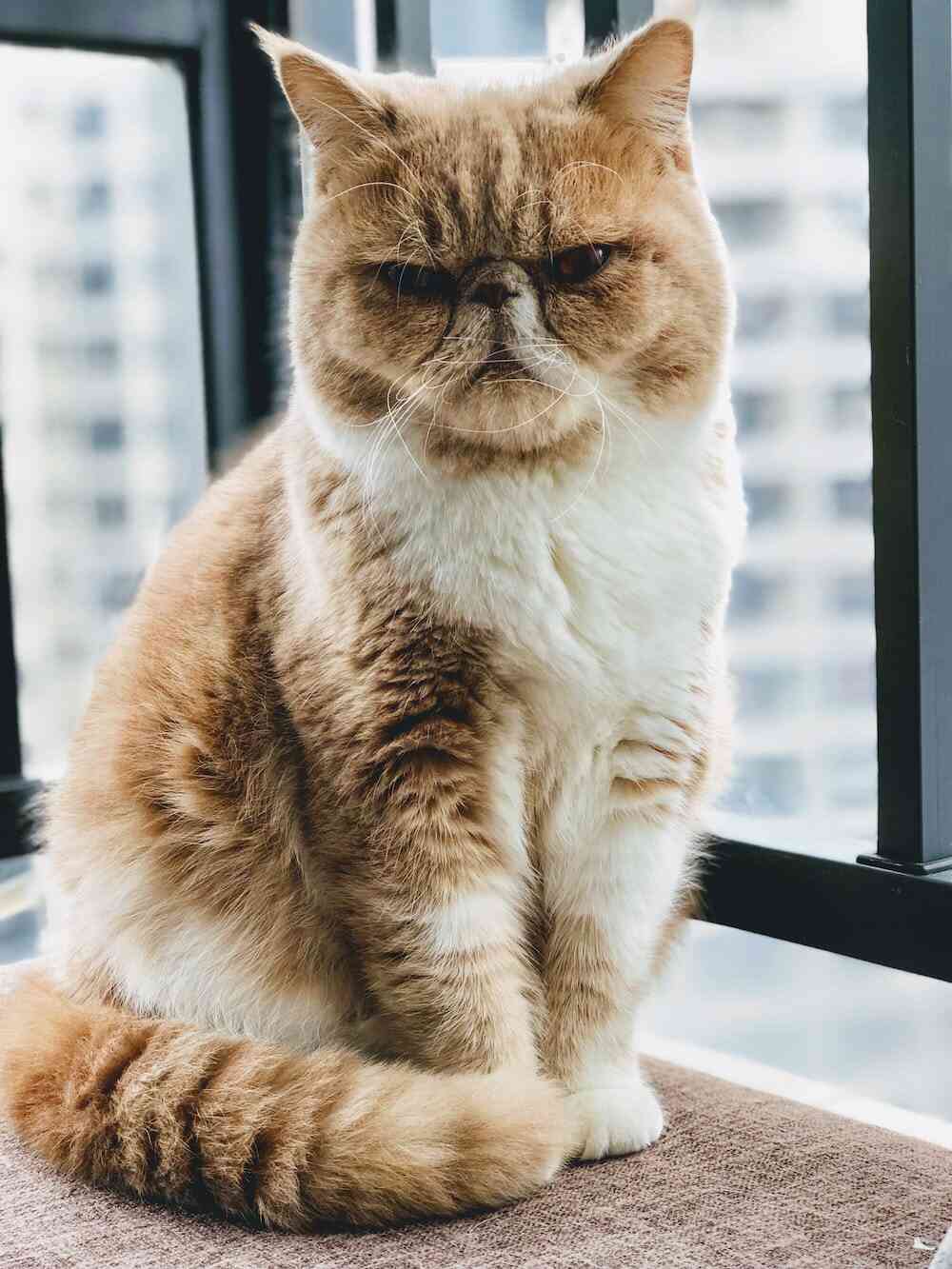 mood of hyper cat