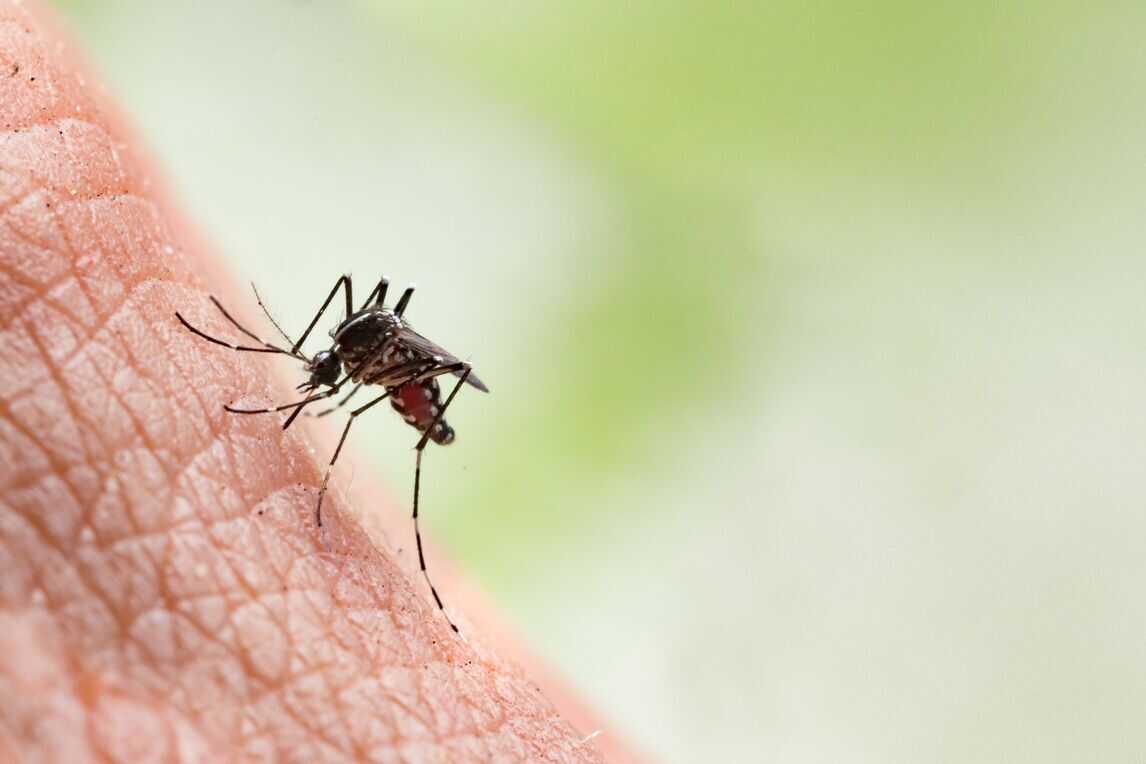Mosquito Bite Allergy Symptoms, Mosquito Bites Treatment & How to Prevent
