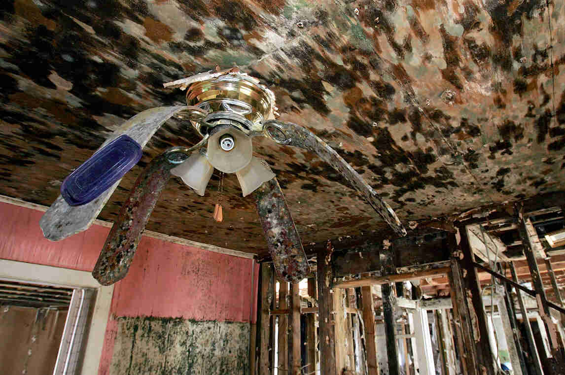 mouldy walls