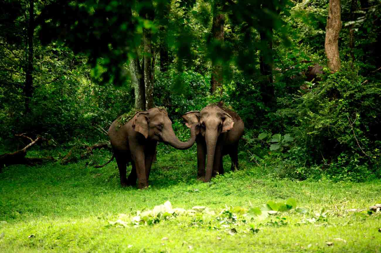 muthanga wildlife sanctuary