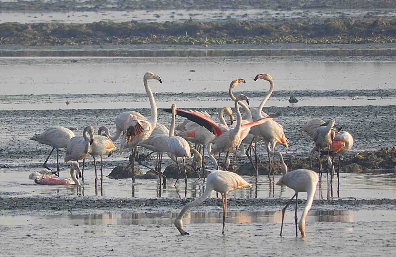 najafgarh drain bird sanctuary india