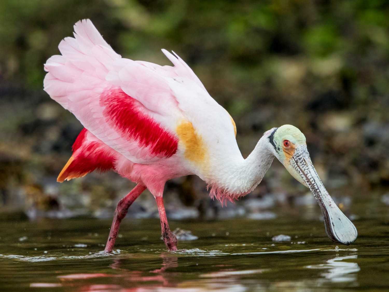 nal sarovar bird sanctuary india
