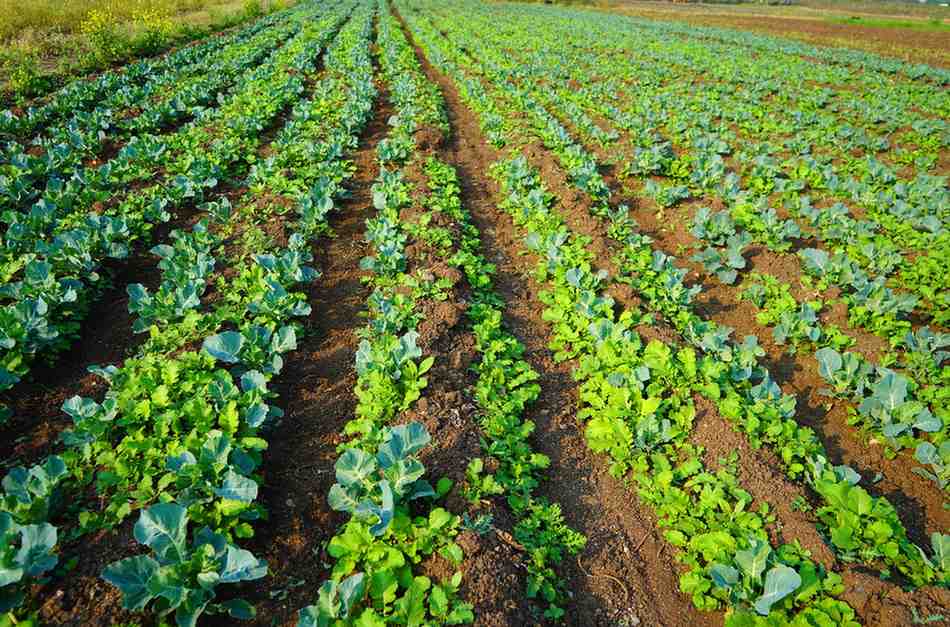 organic farming 