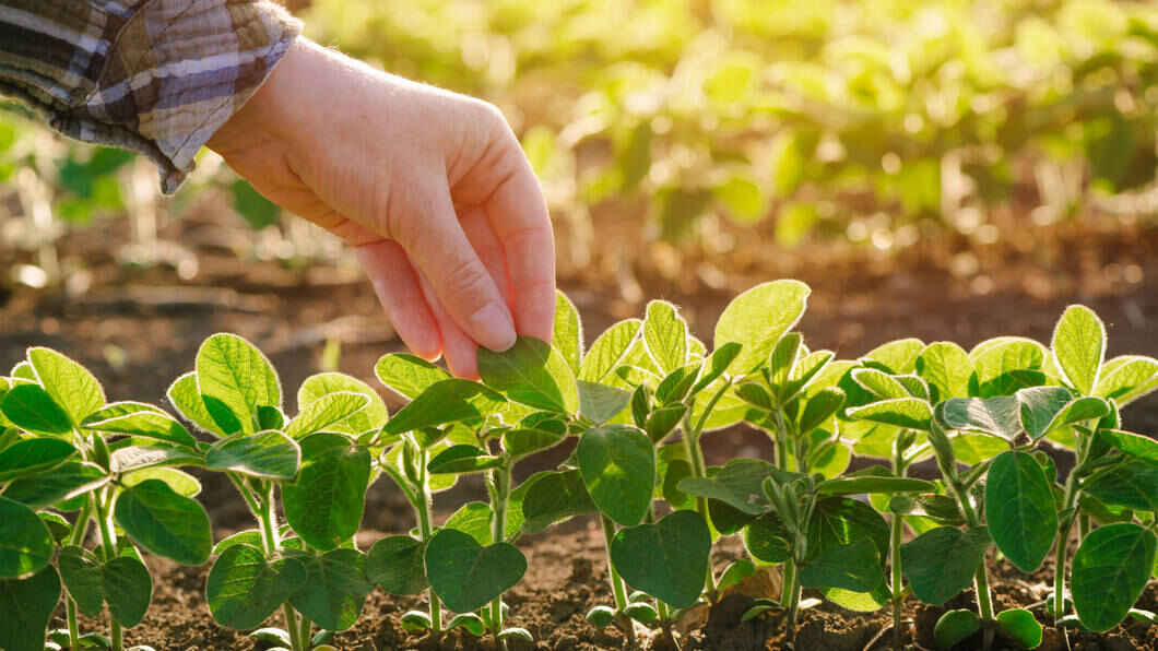 organic fertiliser business