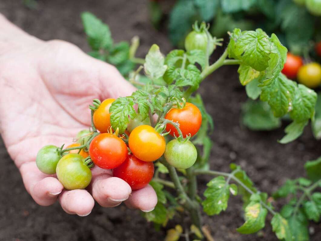 organic food supply business