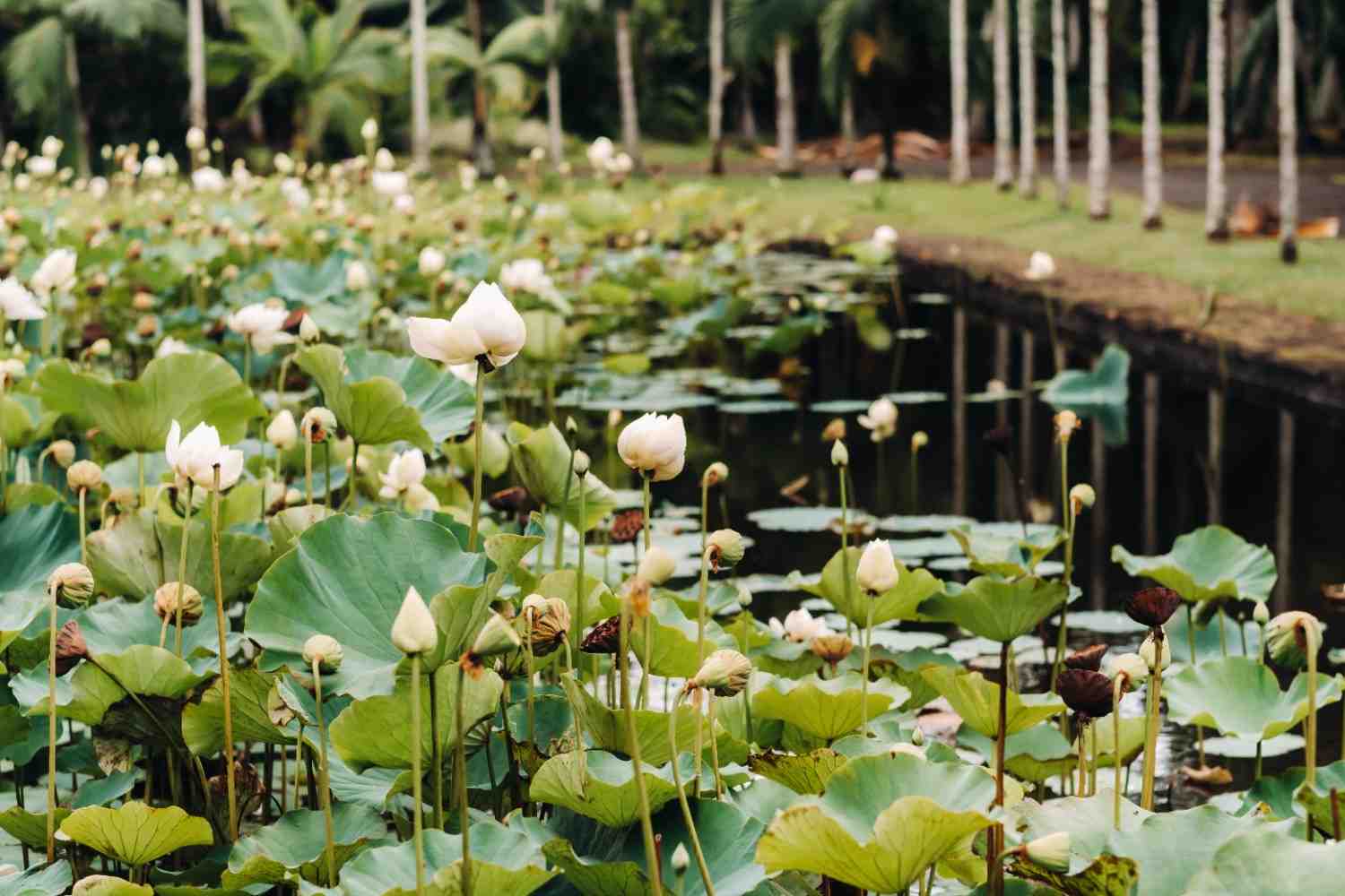 37 Tourist Places in Mauritius: Tourist Attractions to Visit