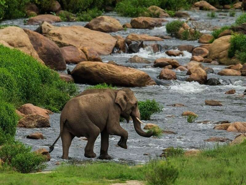 parambikulam tiger reserve coimbatore