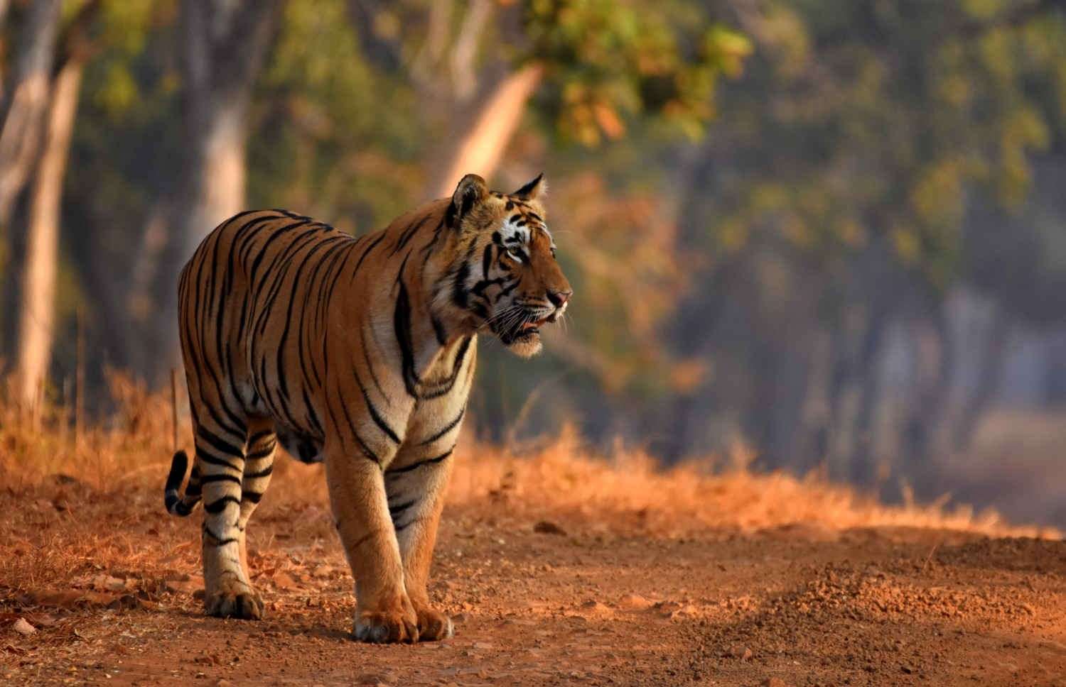 pench national park