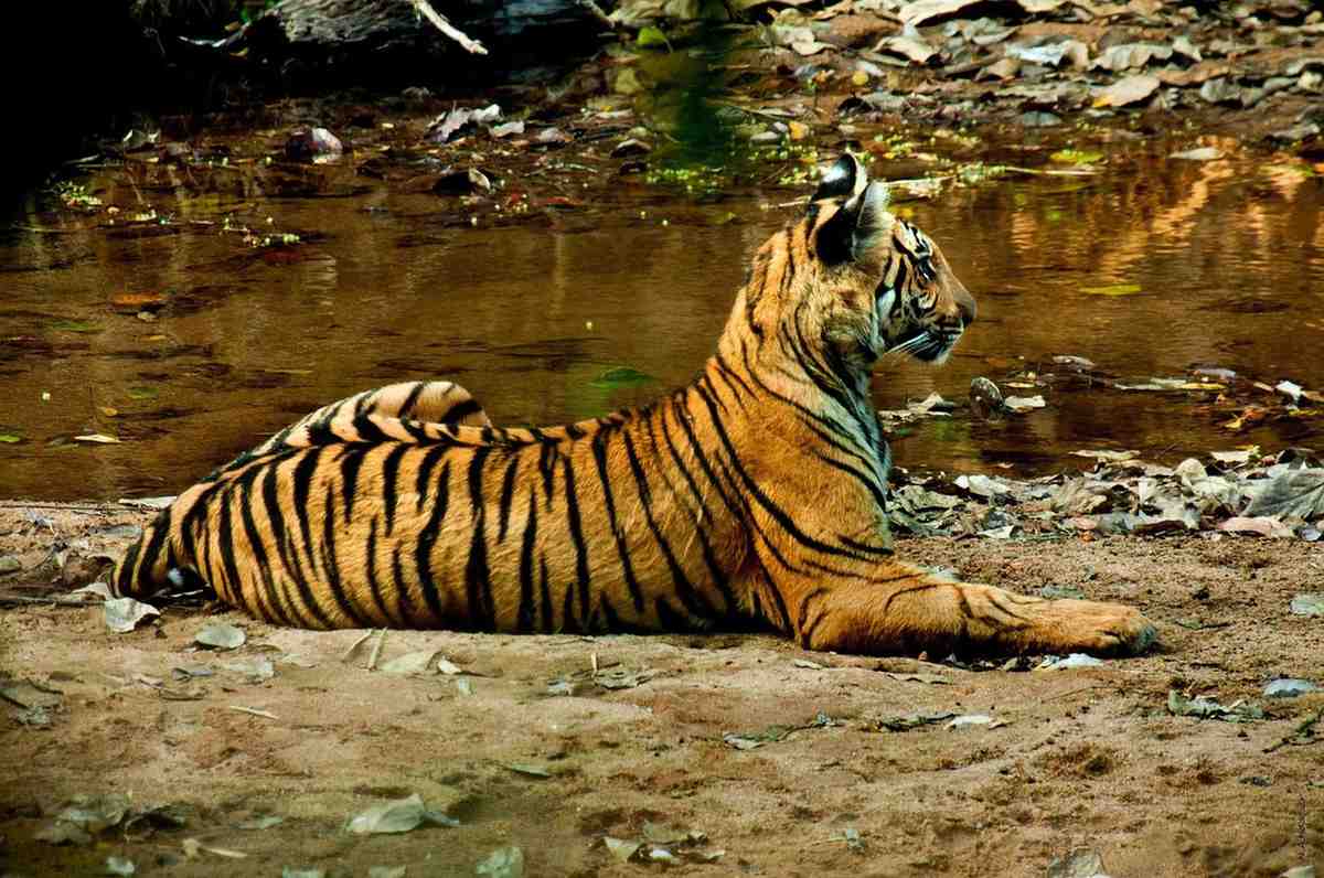 periyar national park