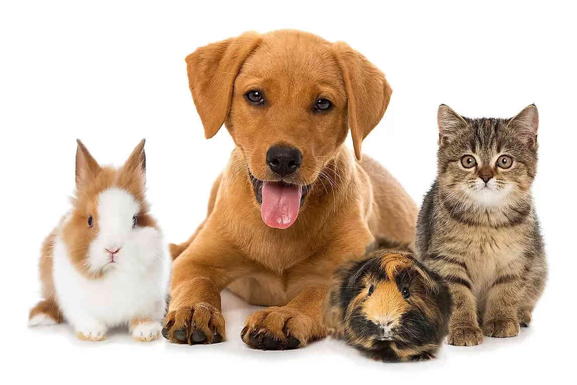 Pet Allergy: Causes, Symptoms, Pet Allergy Treatment & Prevention