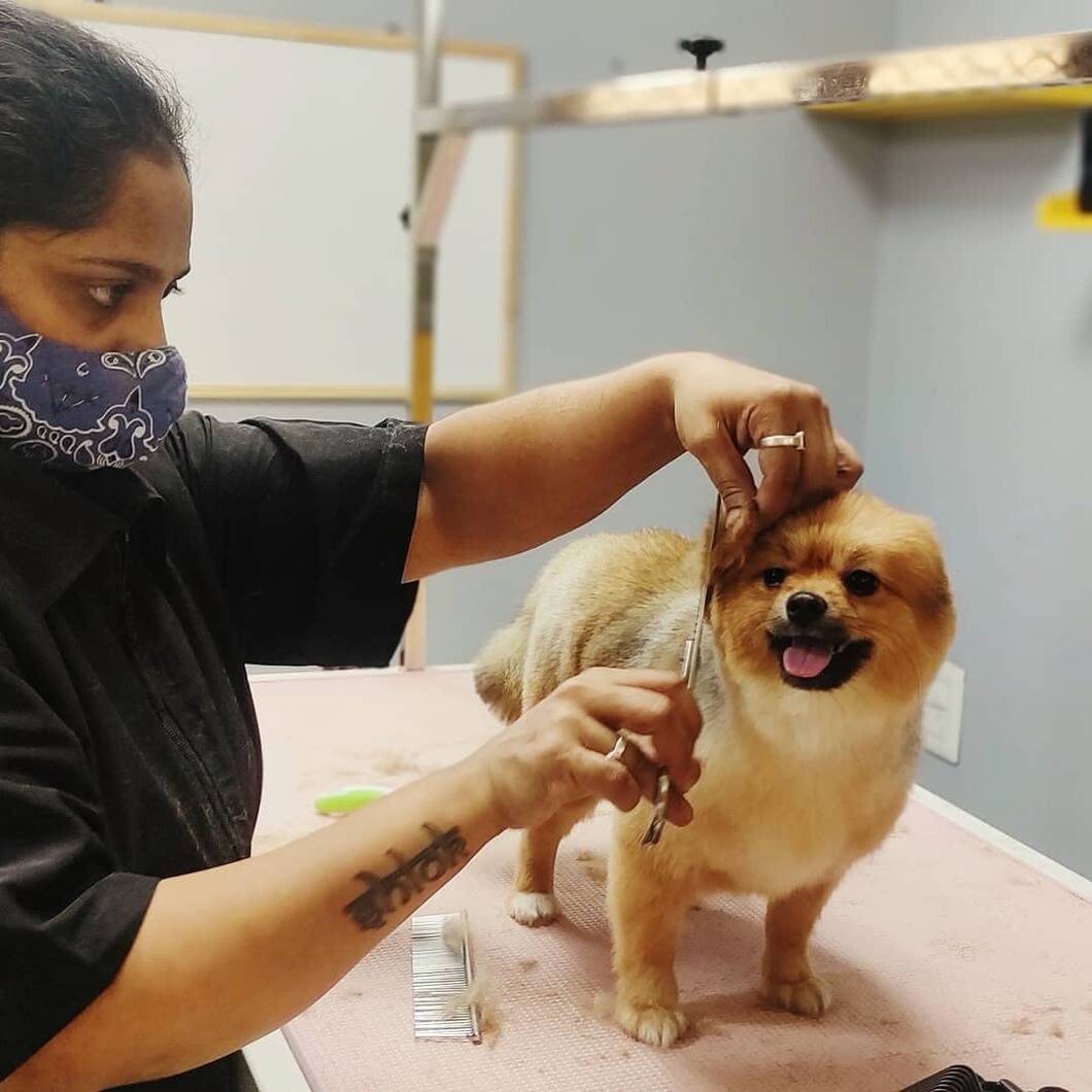 pet grooming