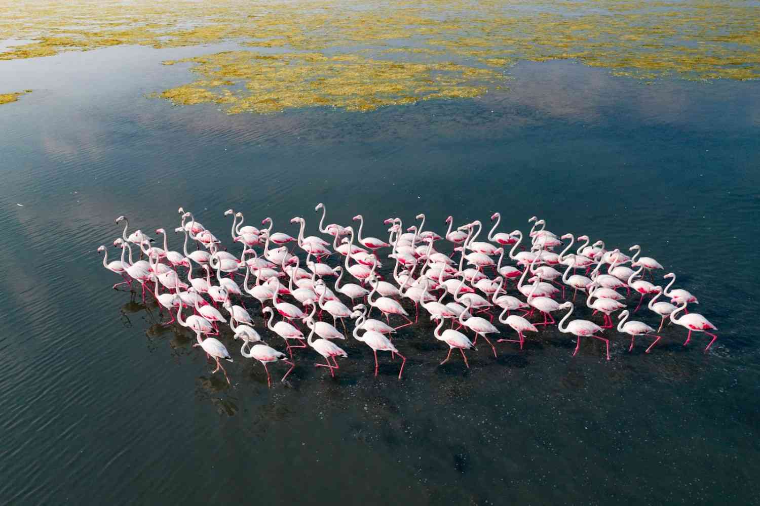 pulicat lake bird sanctuary india