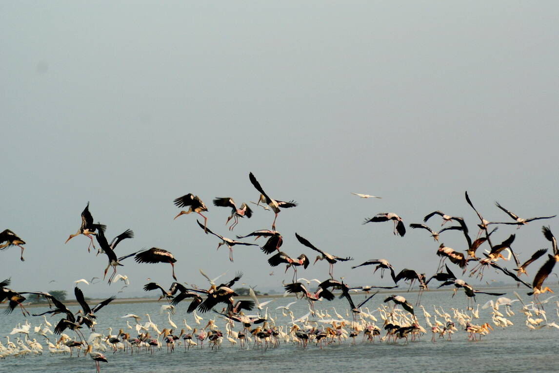 pulicat lake