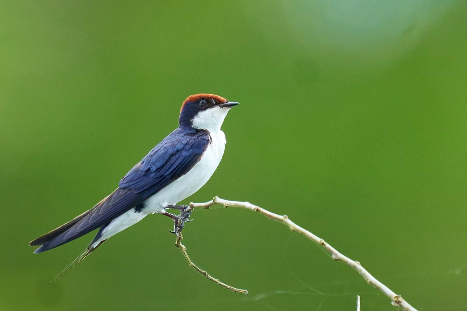 ranganathittu bird sanctuary india