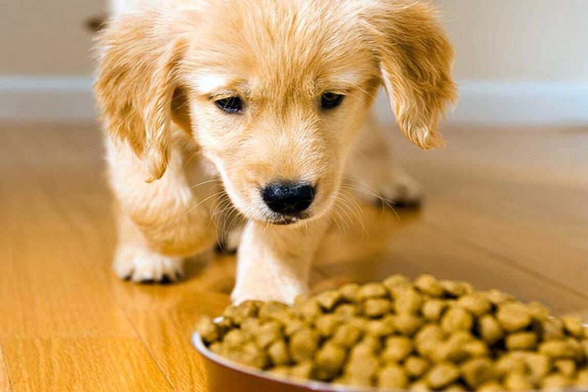 Tips On How To Make A Dog Vomit Safely Tips On How To Make A Dog Vomit Safely