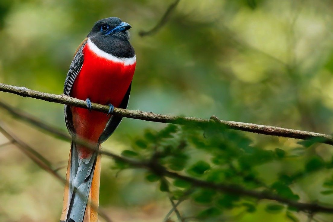 salim ali bird sanctuary india