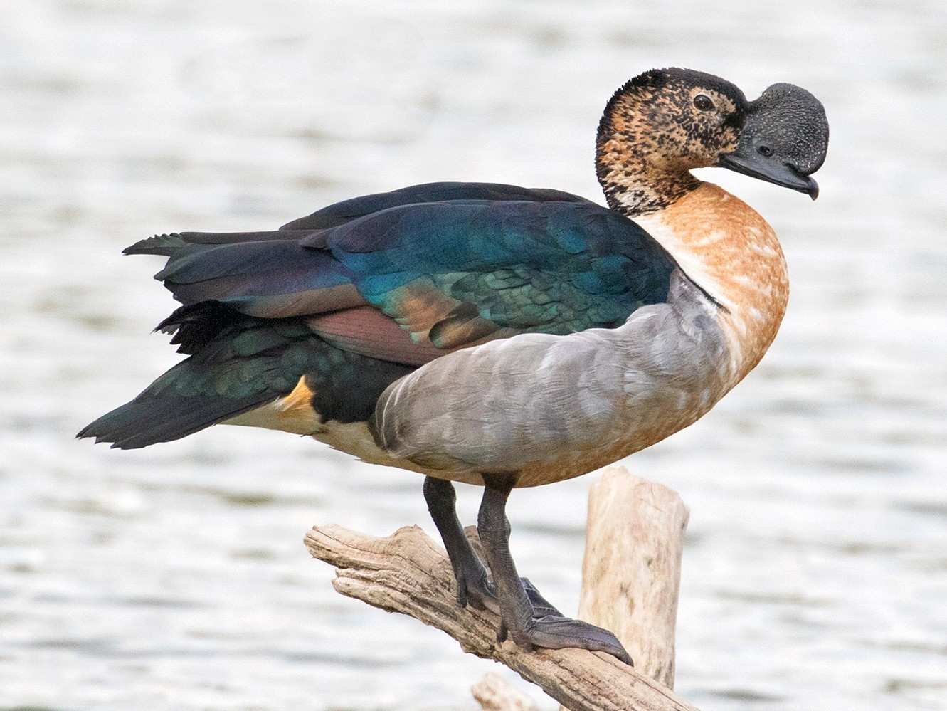 samaspur bird sanctuary india