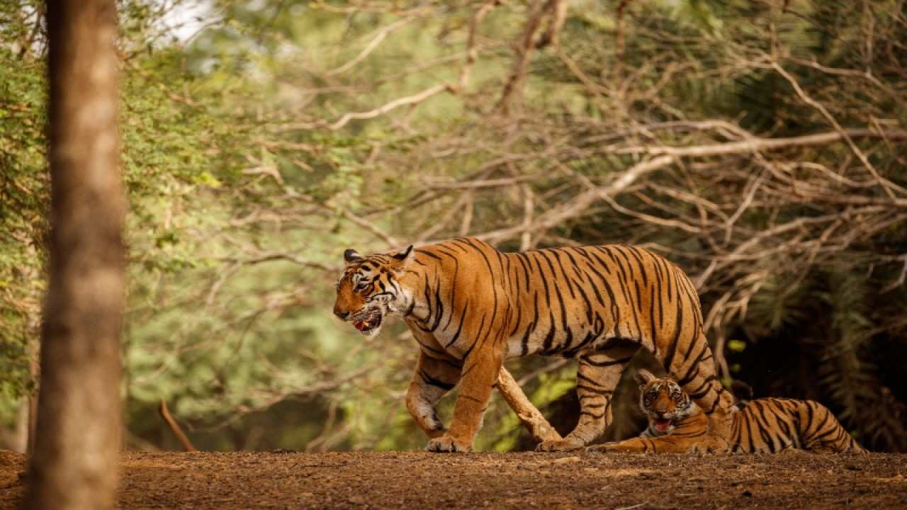 sariska national park
