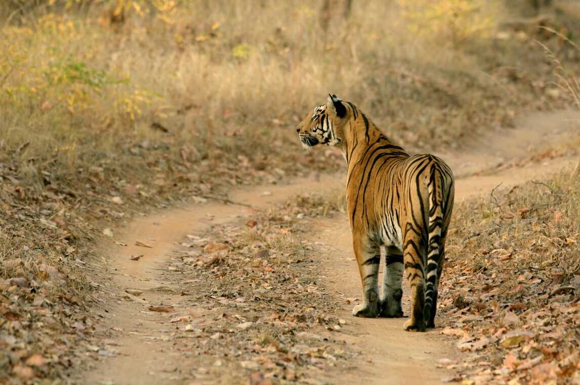 satpura tiger reserve