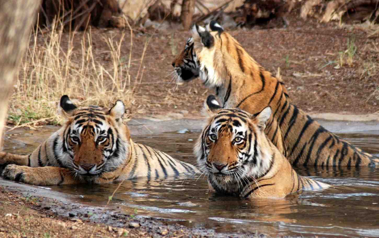 singhori wildlife sanctuary