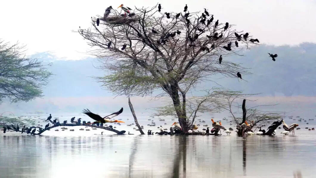 sultanpur bird sanctuary