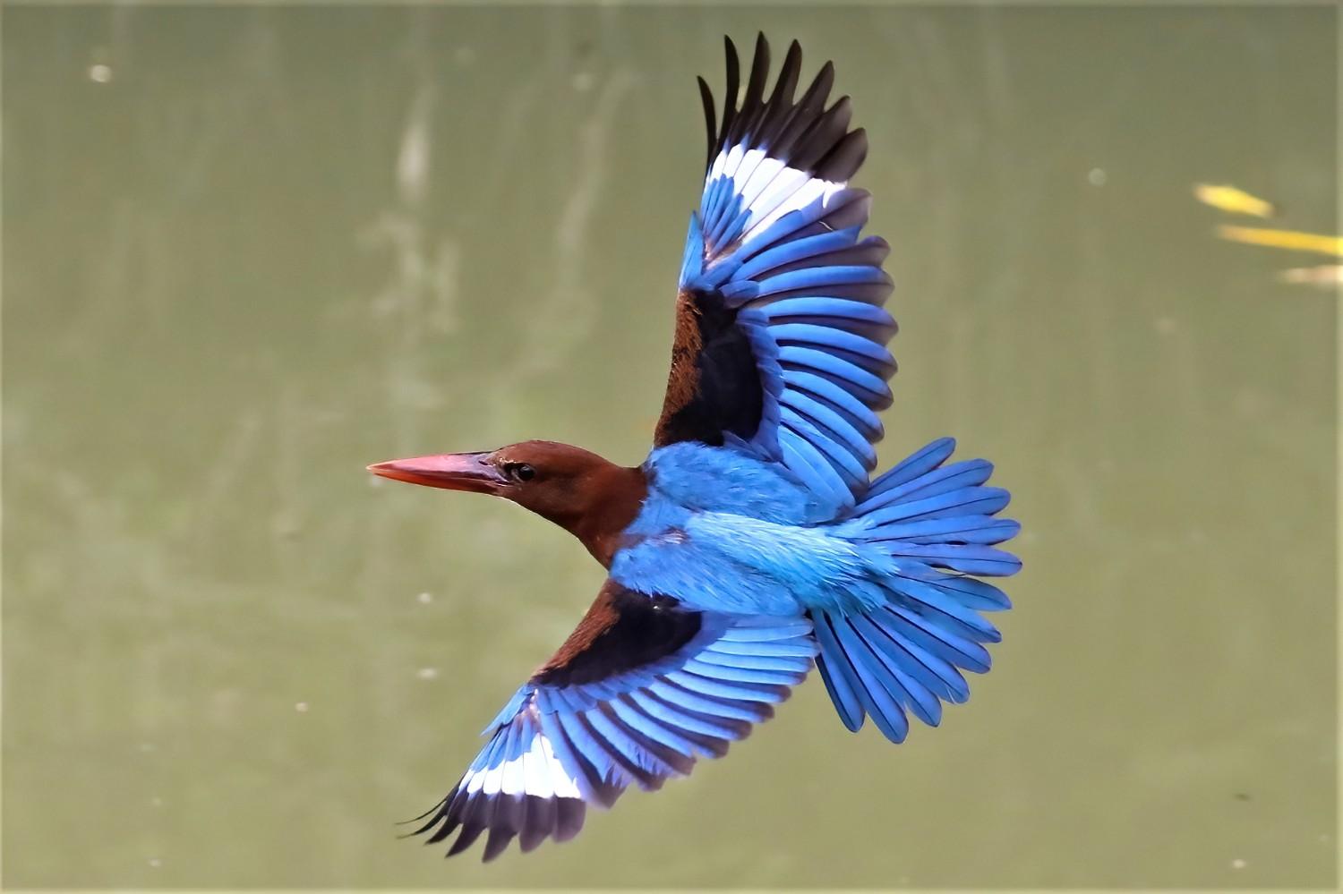 sultanpur bird sanctuary india