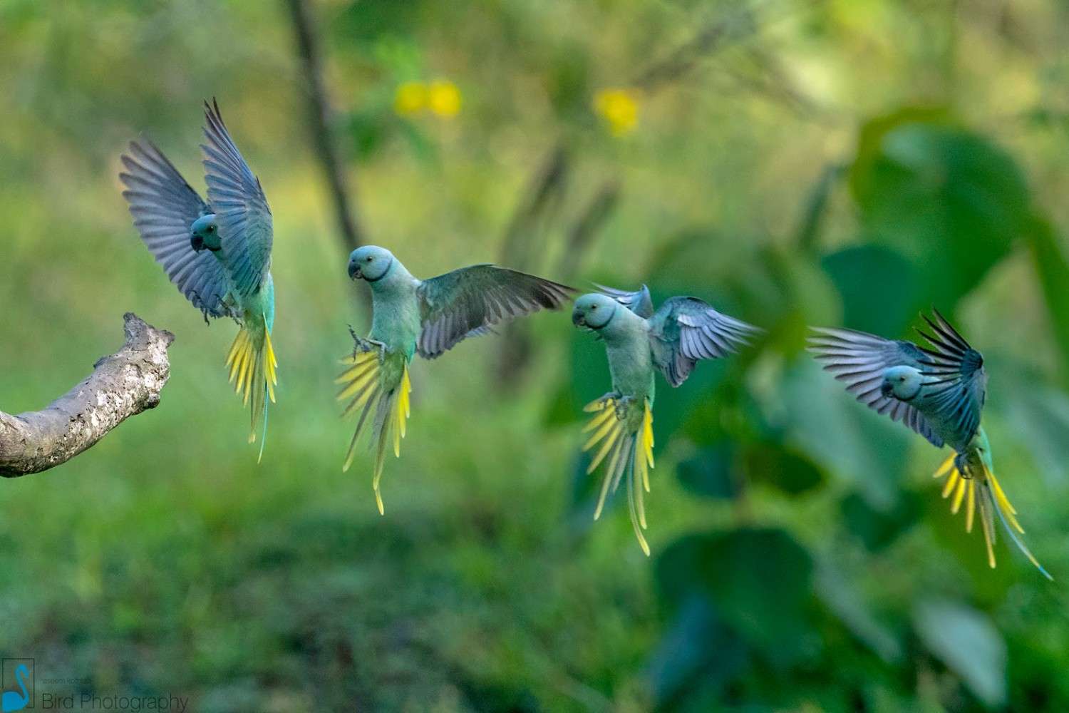 thattekad bird sanctuary india