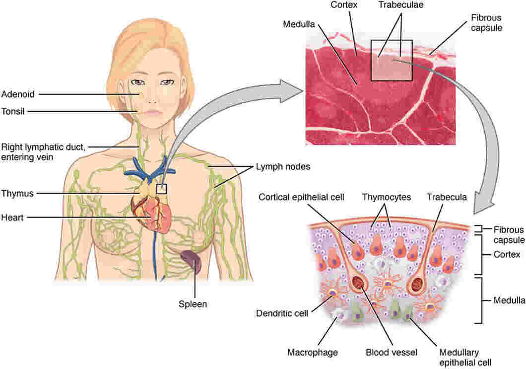 Thymus Cancer Symptoms, Stages, Diagnosis & Treatment