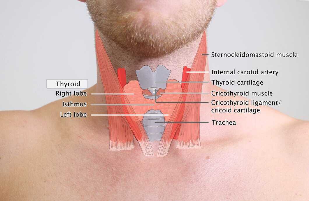 What is Thyroid: Signs & Symptoms, Risk Factors & Prevention
