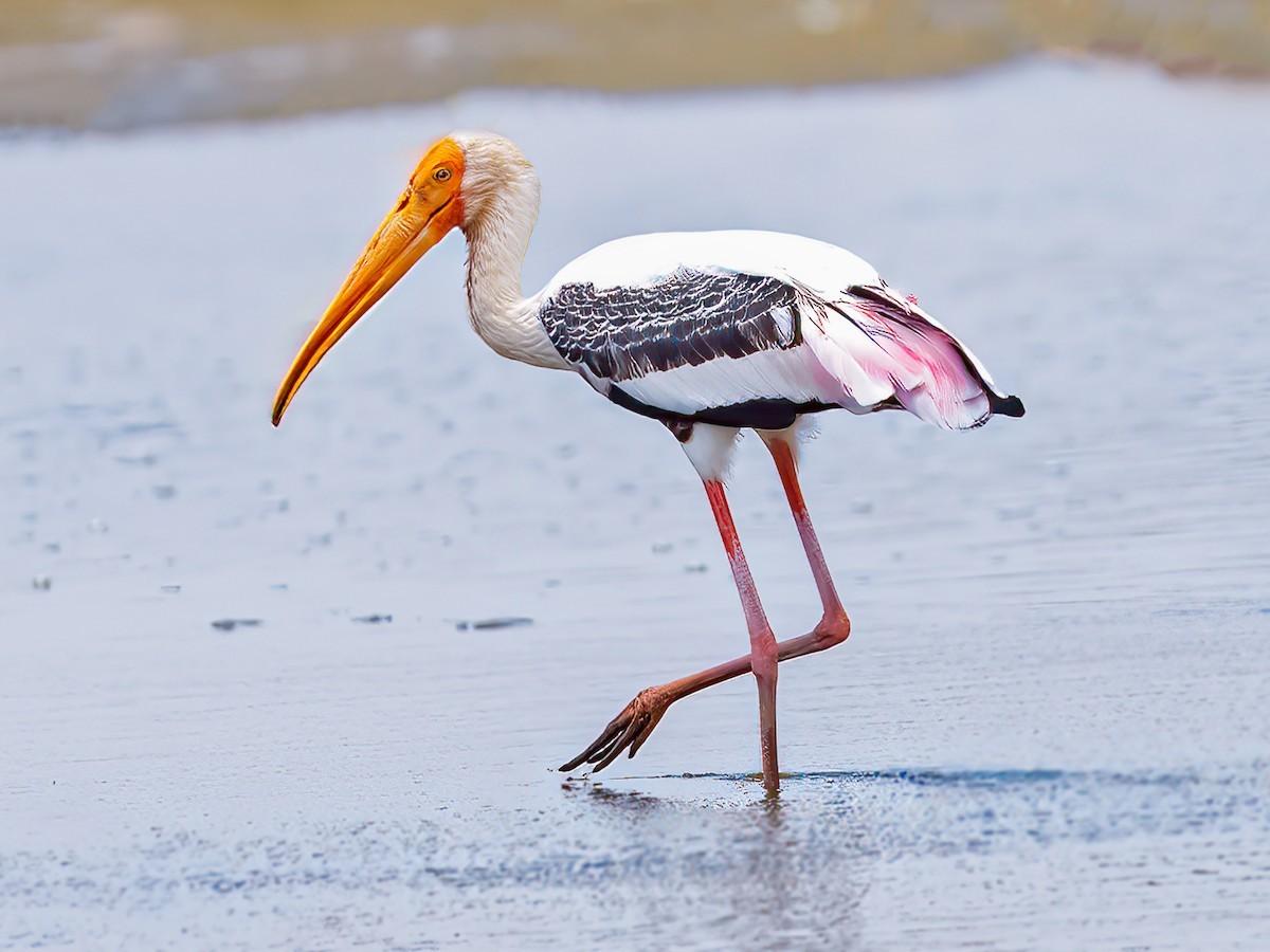 uppalapadu bird sanctuary