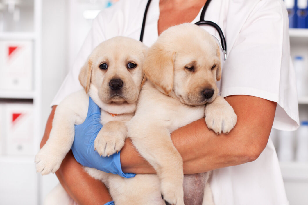 vaccination-for-dogs-importance-schedule