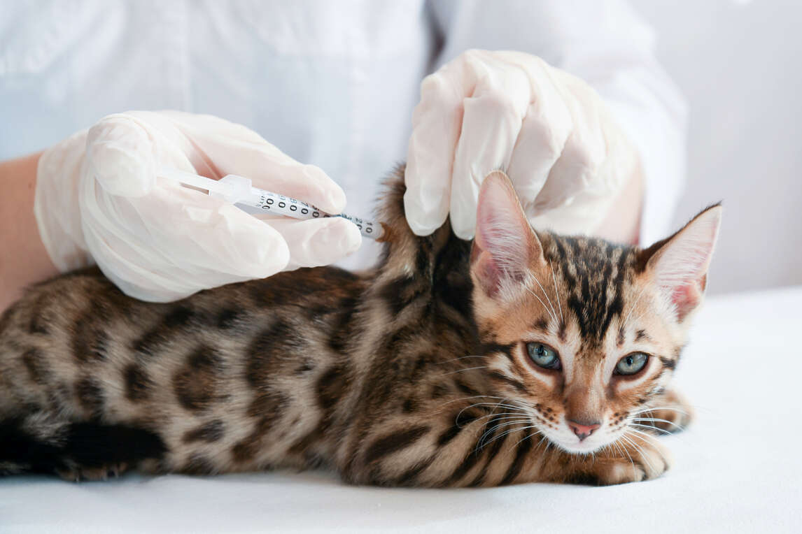 What are the Cat Vaccines Importance, Schedule and Side