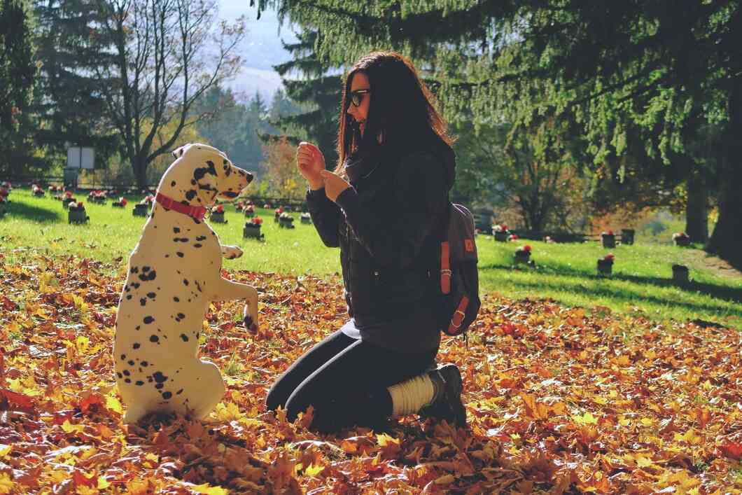 why should you train your dog