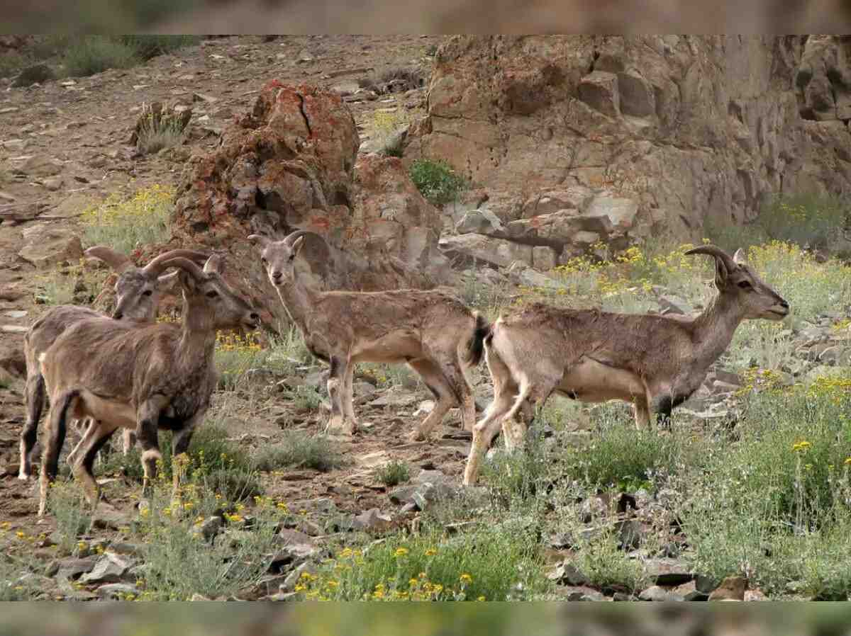 wildlife safaris in ladakh