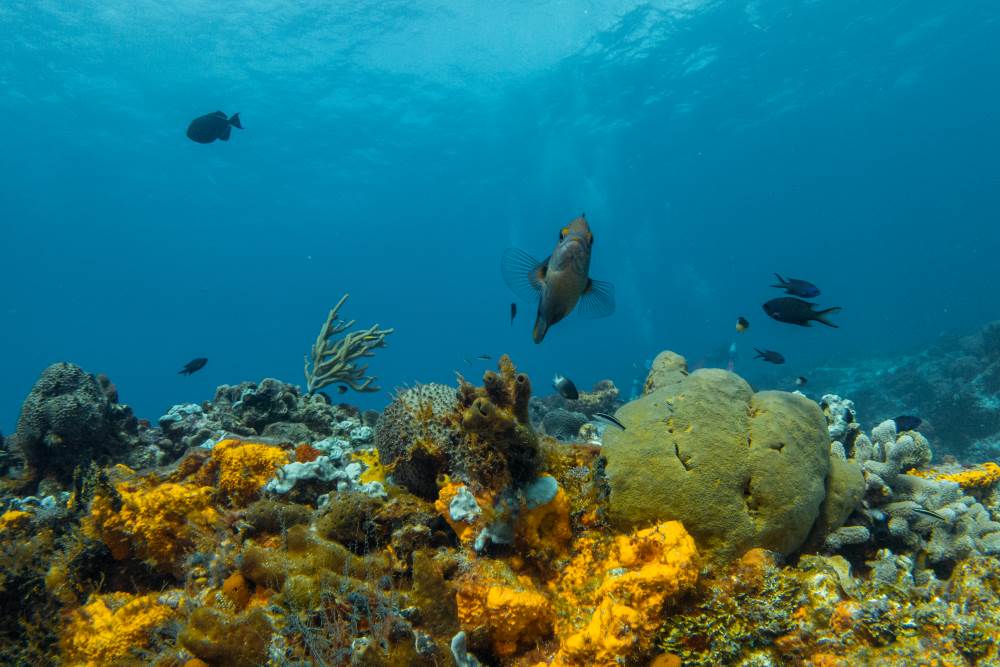 scuba diving in cayman islands
