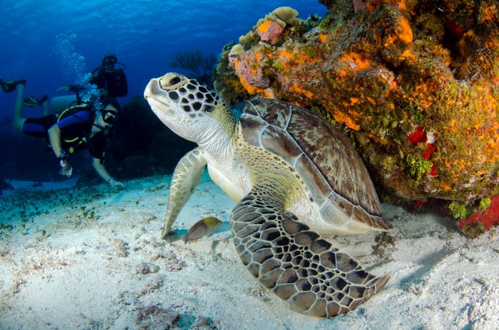 close uo of a tortoise and two scuba diver is at the back