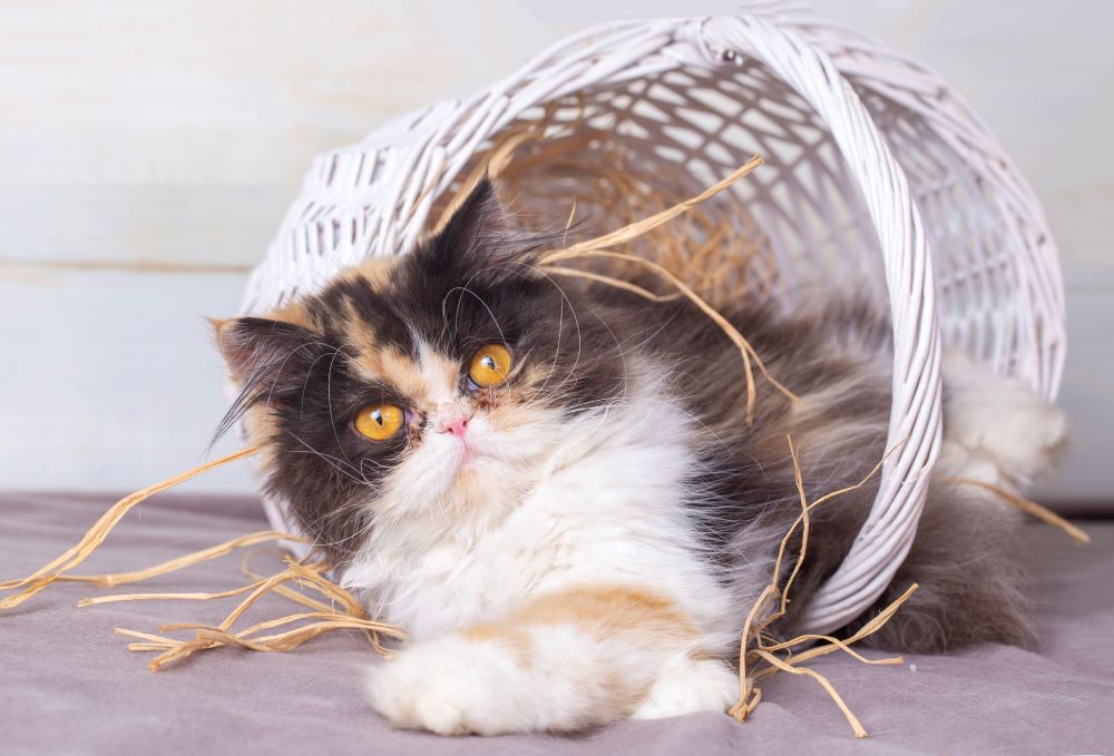 persian cat in basket