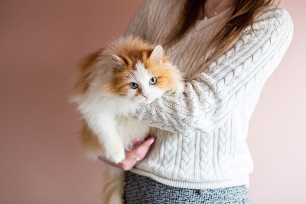 woman holding persian cat in her hand