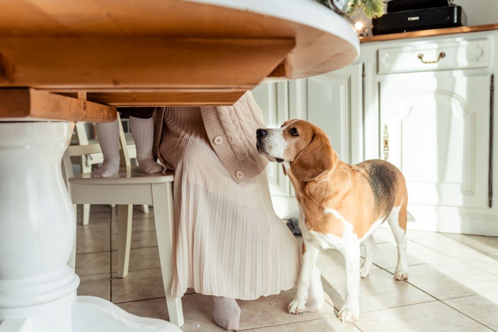 funny beagle dog