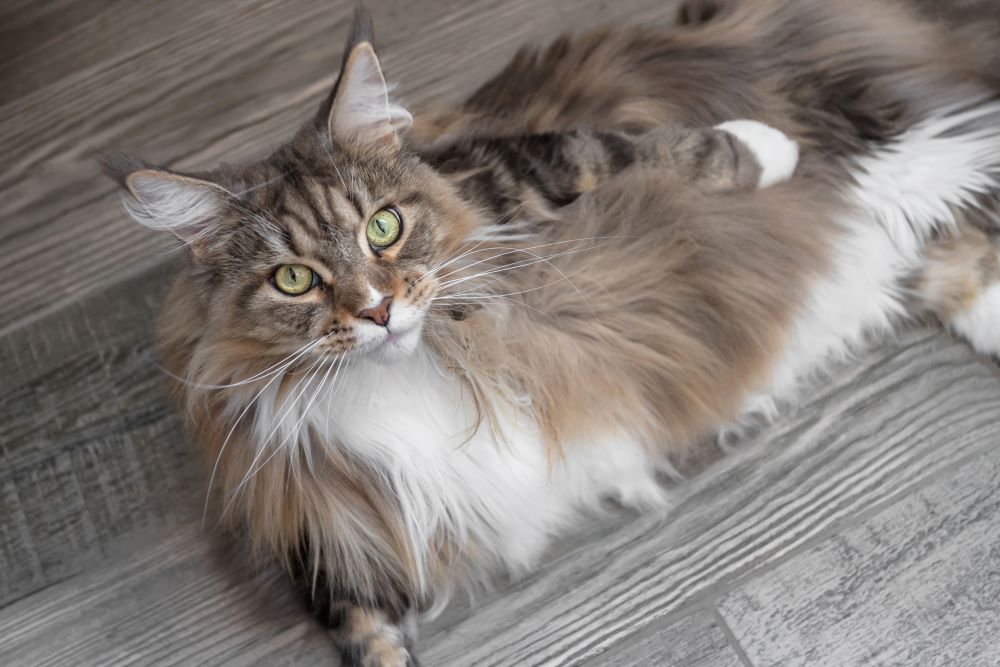 maine coon cat staring