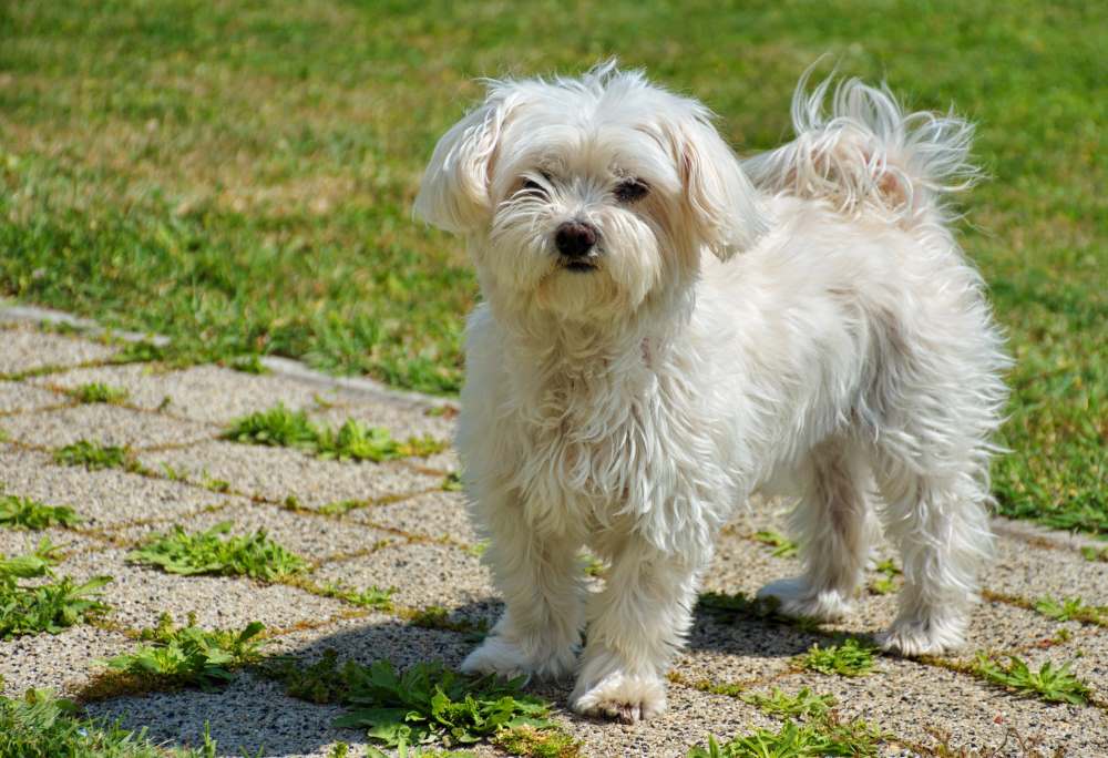 maltese dog in the backyard