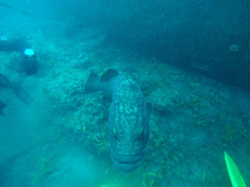 shot of a fish in sea