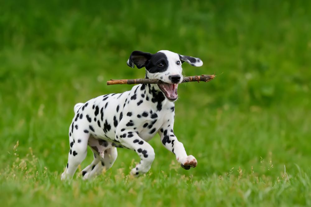 dalmatian dog running with stick